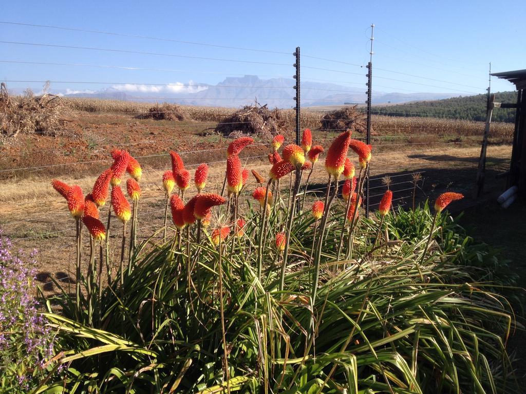 Little Acres Drakensberg Accommodation Champagne Valley المظهر الخارجي الصورة